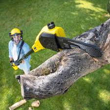 Trusted Clovis, CA  Tree Services Experts