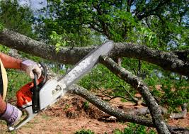 How Our Tree Care Process Works  in  Clovis, CA